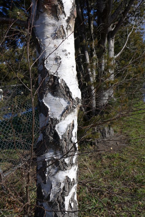 Silver birch patterns